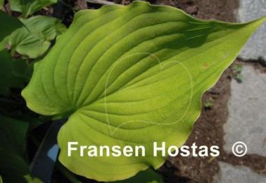 Hosta capitata