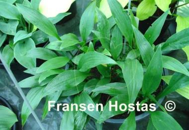 Hosta clausa