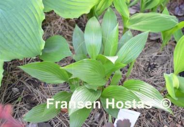 Hosta clausa