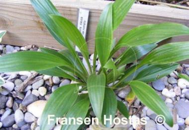 Hosta clausa var. normalis