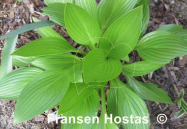 Hosta clausa var. normalis