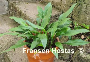 Hosta clausa var. normalis