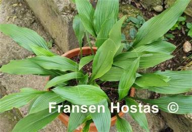 Hosta clausa var. normalis
