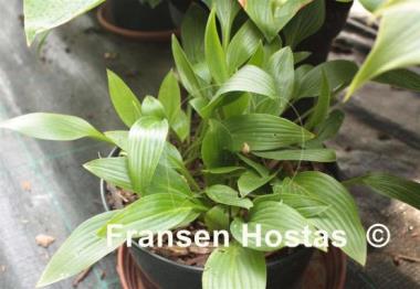 Hosta clausa var. normalis