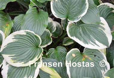 Hosta Daddy Boomer
