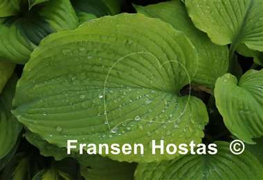 Hosta Dahlonega