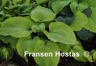 Hosta Dahlonega