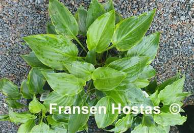 Hosta Dan Patch