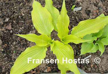 Hosta Dancing Crane