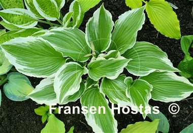 Hosta Dancing Hero
