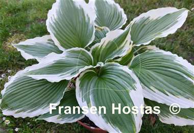 Hosta Dancing Hero 