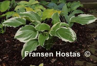Hosta Dancing Hero