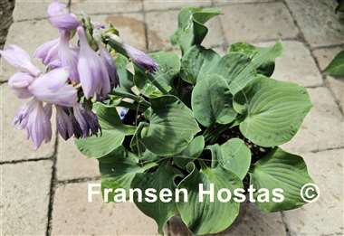 Hosta Dancing Mouse