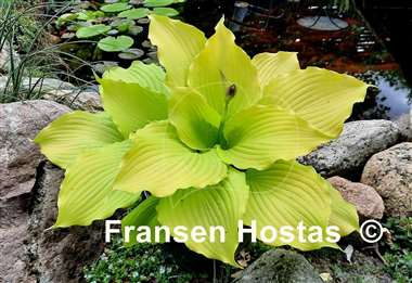 Hosta Dancing Queen