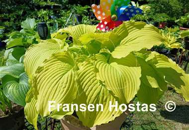 Hosta Dancing Queen