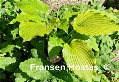 Hosta Dancing Queen