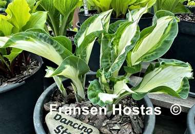 Hosta Dancing Stars