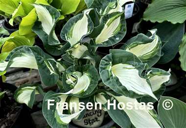 Hosta Dancing Stars
