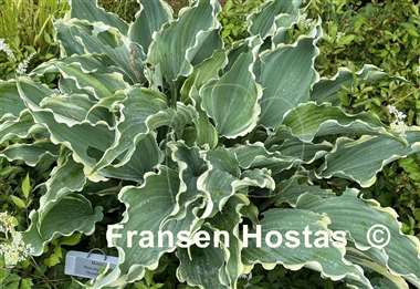 Hosta Dancing in the Moonlight
