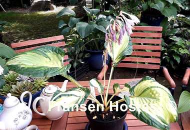 Hosta Dancing in the Rain