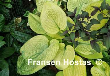 Hosta Dandy Lion