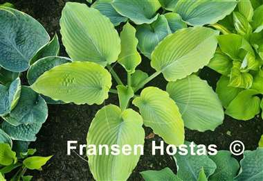 Hosta Dandy Lion