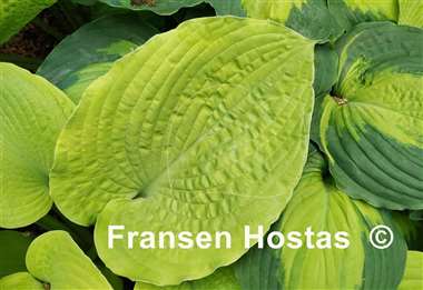 Hosta Dandy Lion