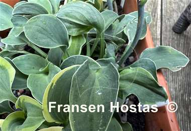 Hosta Danish Mouse