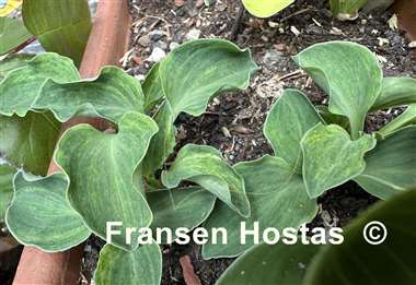 Hosta Danish Mouse