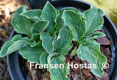 Hosta Danish Mouse