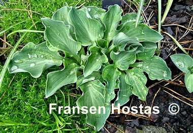 Hosta Danish Mouse