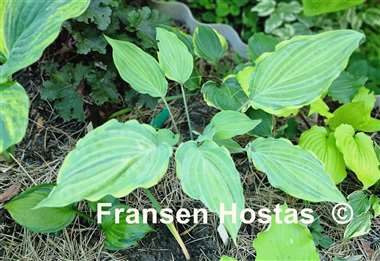 Hosta Danubie Isla
