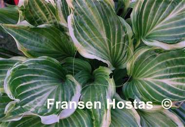 Hosta Danubie Isla