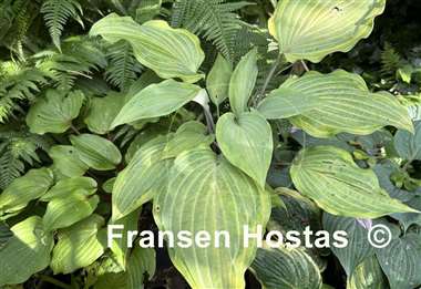Hosta Danubie Isla