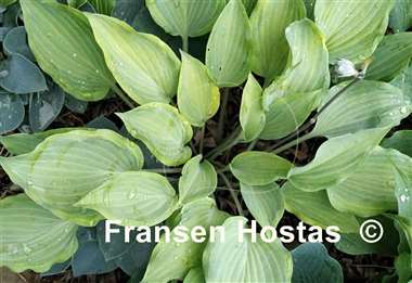 Hosta Danubie Isla
