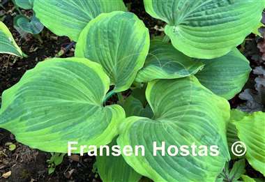 Hosta Dark Shadows