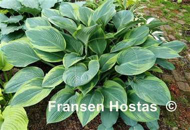 Hosta David Reath