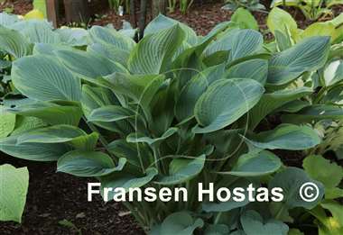 Hosta David Reath