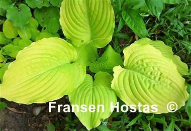 Hosta Dawn's Early Light
