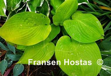 Hosta Daybreak