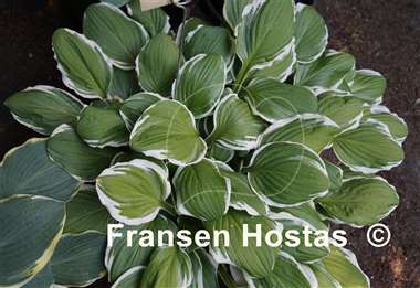 Hosta Decorata