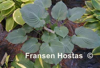 Hosta Deep Waters