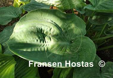 Hosta Deep Waters