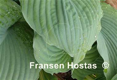Hosta Delirium