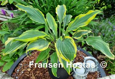 Hosta Deliverance