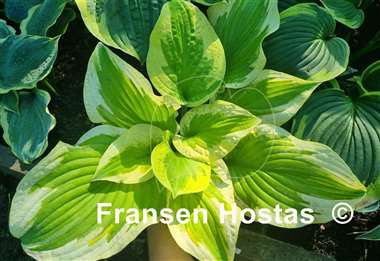 Hosta Delta Dawn