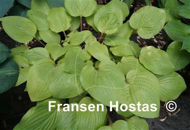 Hosta Designer Genes