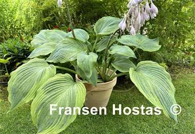Hosta Devil's Advocate