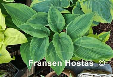 Hosta Devil's Advocate
