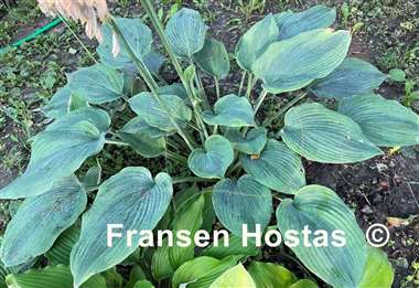 Hosta Devil's Advocate